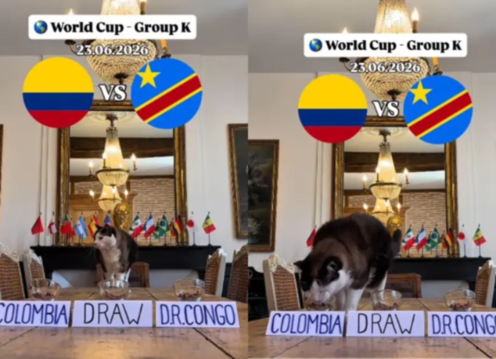 ¡Todos hablan de este gato! Su predicción sobre Colombia ilusiona a los hinchas