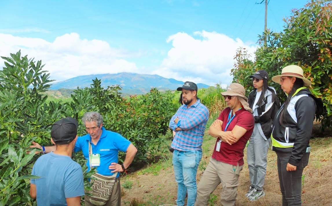 El Tambo fortalece el sector aguacatero
