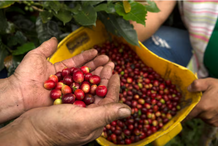 Gobierno prorroga por cinco meses la administración del Fondo Nacional del Café