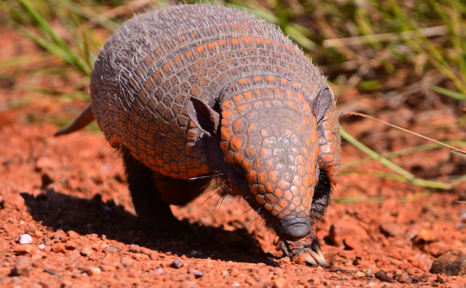 Instalan GPS a un tatú carreta para proteger al armadillo más grande del mundo