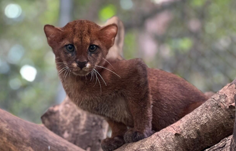 Enfermedades transmitidas por animales domésticos ponen en riesgo a los felinos silvestres en Latinoamérica