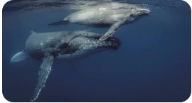 La temporada de ballenas jorobadas impulsa el turismo en el Pacífico colombiano