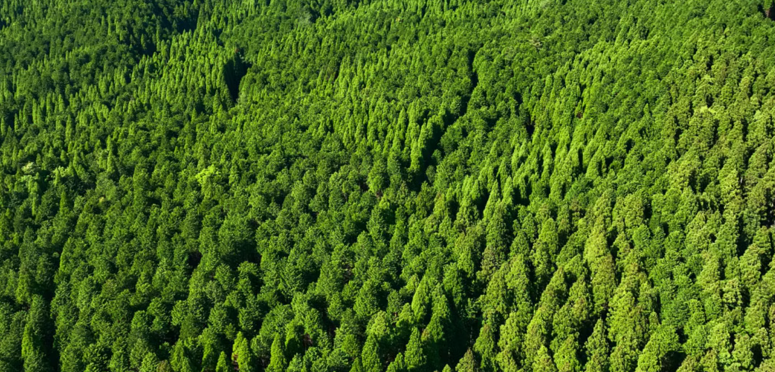 Tecnologías CDR: las innovaciones que buscan retirar dióxido de carbono de la atmósfera para combatir el cambio climático