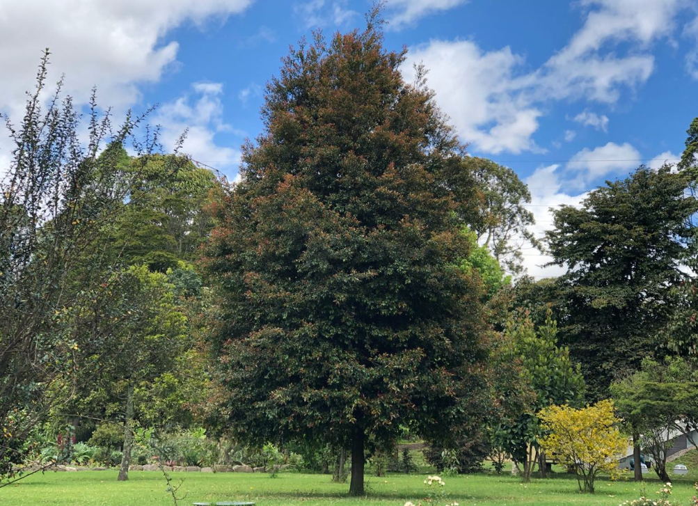 Bogotá fortalece sus zonas verdes para enfrentar los efectos del fenómeno de El Niño