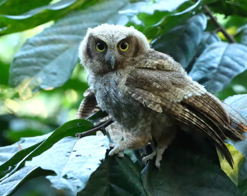 Huila supera las 600 liberaciones de animales silvestres durante 2026