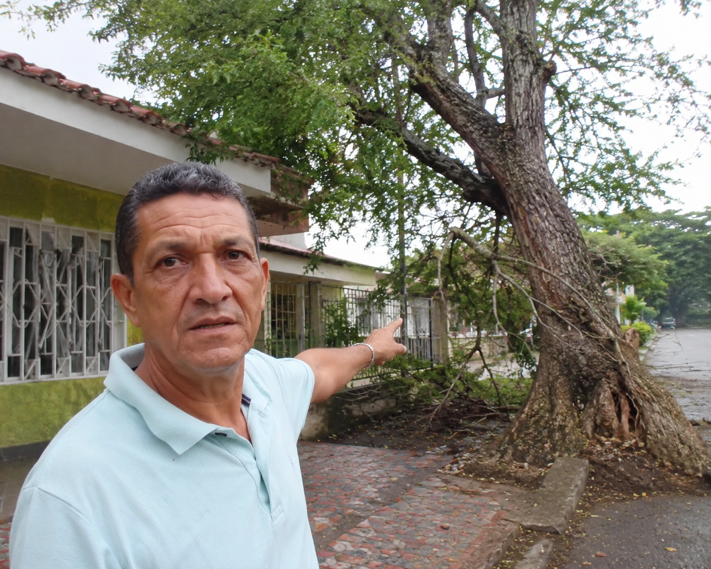 Preocupa árbol en riesgo de colapso en barrio Santa Ana de Sevilla