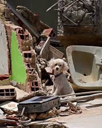 Mascotas esperan entre los escombros tras el terremoto en Venezuela: el drama silencioso que conmueve al país