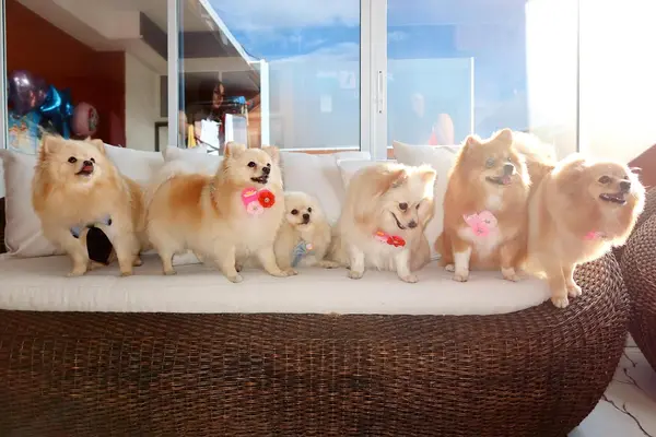 Autoridades mantienen búsqueda de cinco perros Pomerania desaparecidos en Ca
