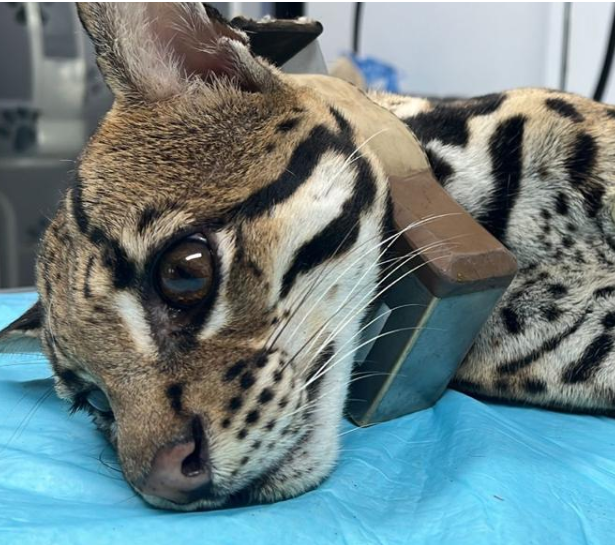Enfermedades transmitidas por mascotas representan una creciente amenaza para los felinos silvestres en América Latina