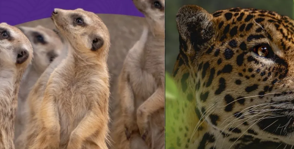 Bioparque Ukumarí pide ayuda para garantizar el bienestar de más de 400 animales