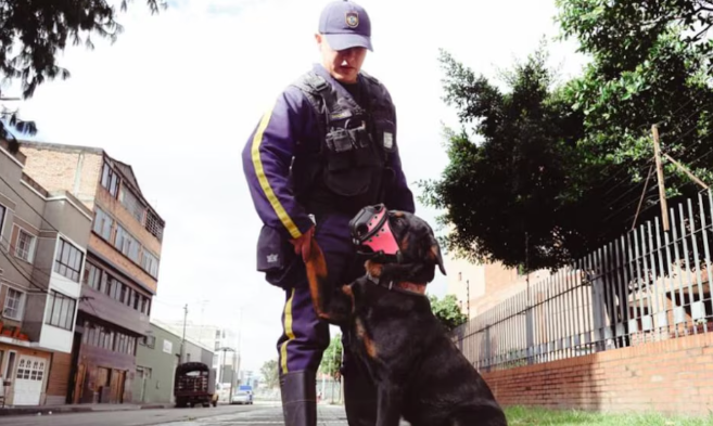 Perros de vigilancia privada podrían dejar de prestar este servicio en Colombia