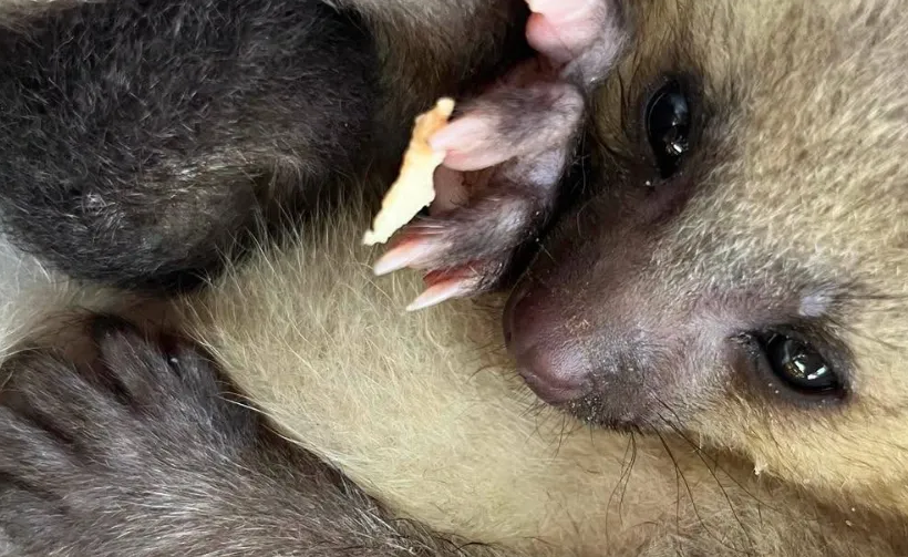 Cachorro de perro de monte fue rescatado en un cafetal de Antioquia y busca regresar al bosque