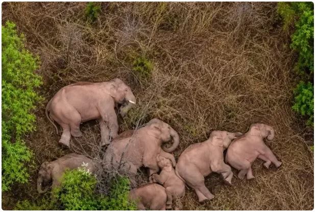 Tras recorrer cientos de kilómetros y causar daños en cultivos, una manada de elefantes terminó dormida en China