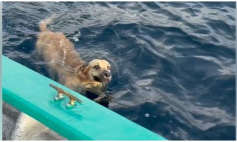 Salieron a pescar y terminaron rescatando a un perro que nadaba a 1,6 kilómetros de la costa