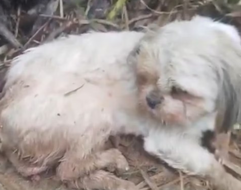 Indignación en Antioquia: perrita murió tras ser violada y golpeada; la comunidad exige justicia