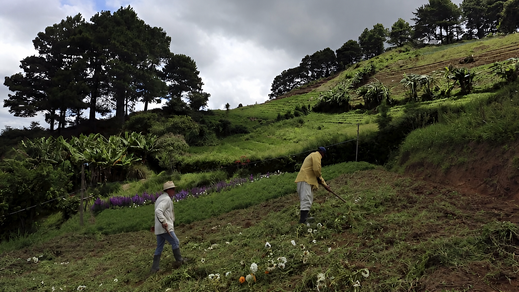 La reforma agraria de Gustavo Petro fracasó.