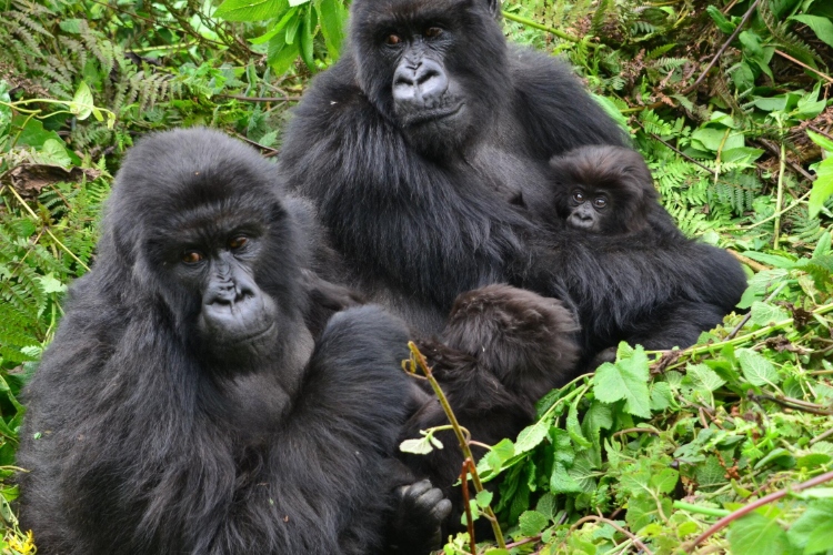 El regreso de los gigantes de Virunga: así protege Ruanda a sus gorilas de montaña