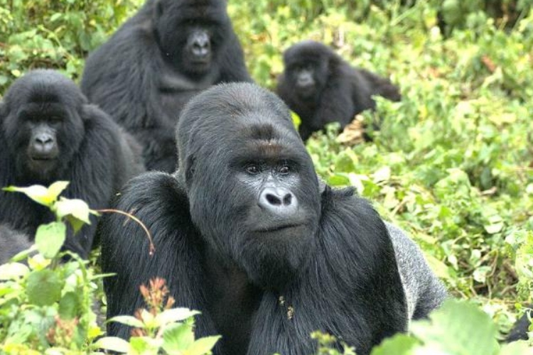 Los gorilas de montaña de Ruanda siguen recuperándose: la conservación da frutos en el Parque Nacional de los Volcanes