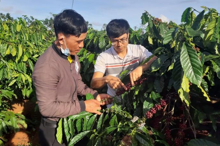 Café vietnamita más limpio: productores reducen pesticidas y avanzan hacia la sostenibilidad