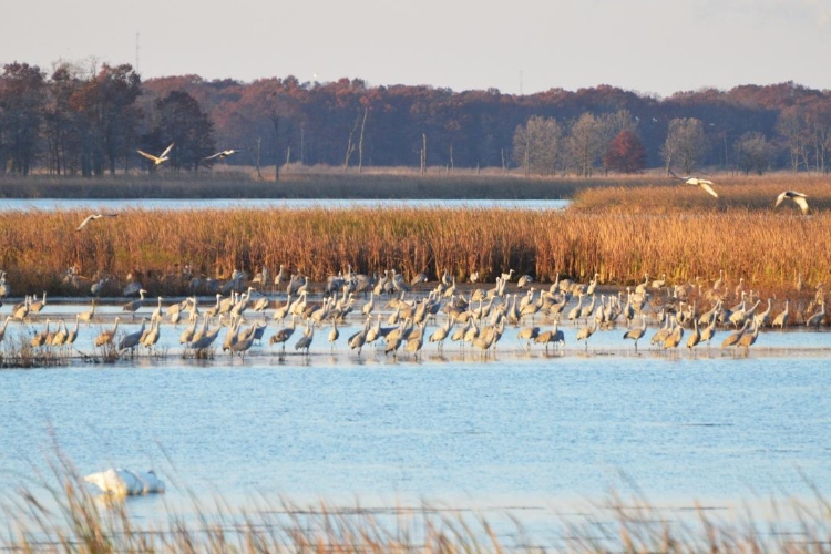 Tres países, una misma ruta: la alianza norteamericana para salvar a las aves migratorias