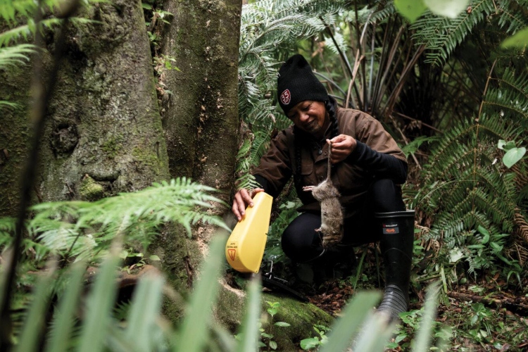 El ADN contra las plagas: la apuesta científica de Nueva Zelanda para frenar especies invasoras