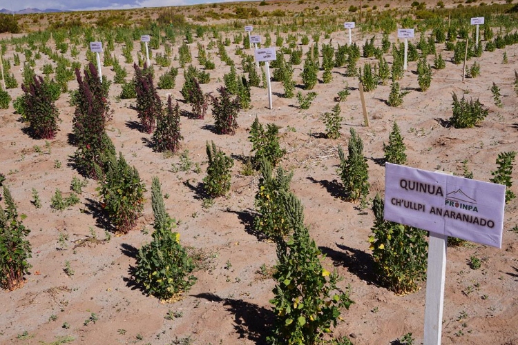 El tesoro genético del Altiplano: así se conservan las semillas que podrían salvar futuros cultivos de quinua