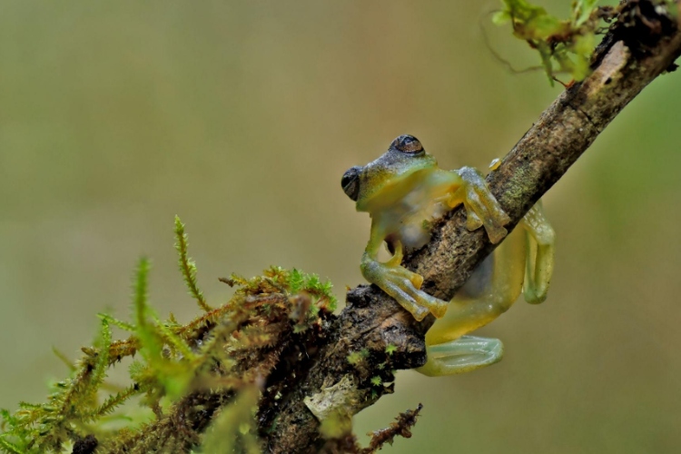 Dos ranas de cristal vuelven a reproducirse bajo cuidado humano tras ser rescatadas de una zona minera