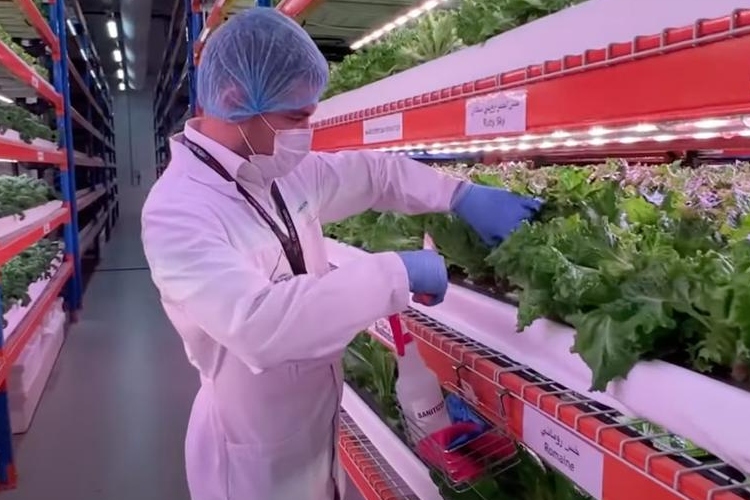 Agricultura vertical en Dubái: así crecen las verduras sin tierra en medio del desierto