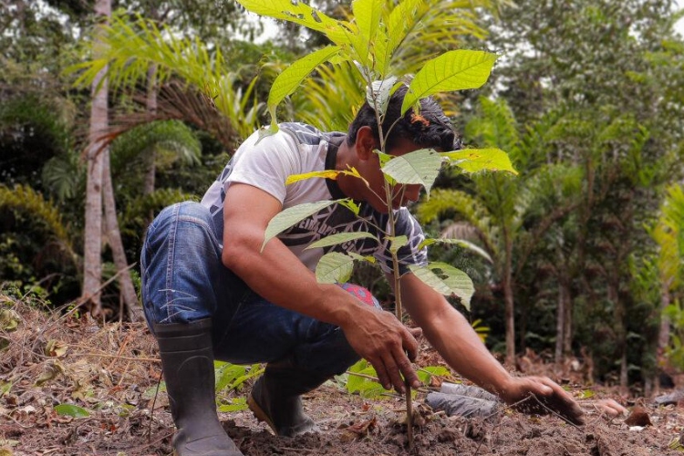La Amazonía Legal registra una nueva caída del desmatamiento y Brasil acelera sus acciones de restauración