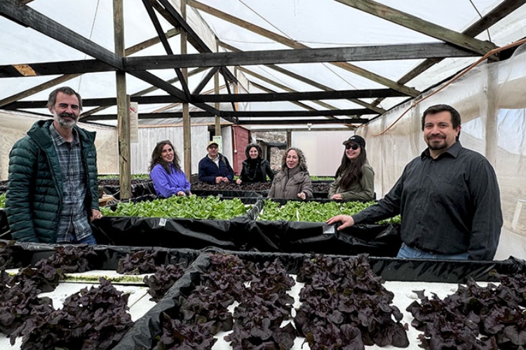 Cultivar en el lugar más árido: el innovador sistema que produce lechugas en pleno Atacama