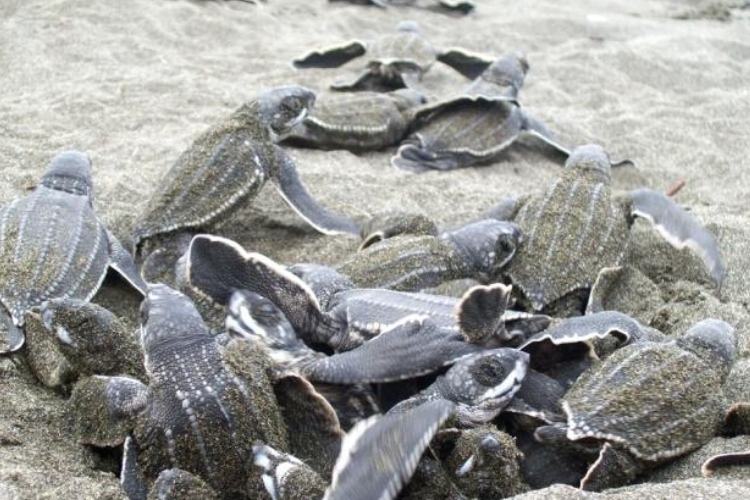 Miles de tortugas baula llegan al mar gracias a viveros protegidos y voluntarios en Costa Rica