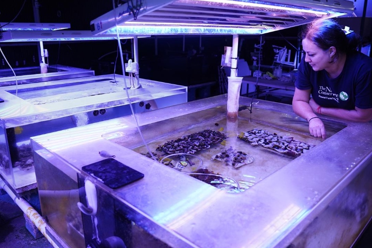 La carrera contra el calentamiento del océano: así cultivan en Hawái corales más resistentes