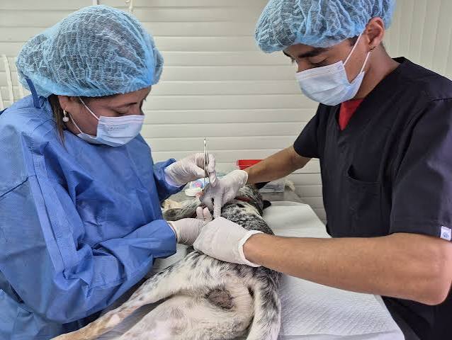Bogotá habilita 12.000 cupos para esterilización gratuita de mascotas durante agosto de 2026