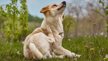Bogotá Habilita Más de 10 Mil Cupos Gratuitos para Esterilizar Mascotas en Septiembre