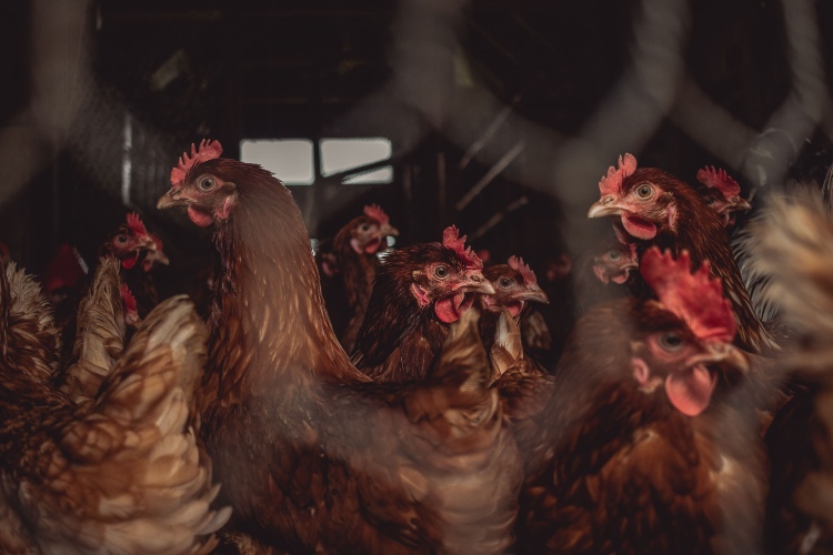 Influenza aviar en las Américas: bajan los brotes en animales, pero la OPS llama a mantener la vigilancia