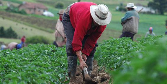 Agro en Colombia: dólar, terremoto y El Niño golpean al sector