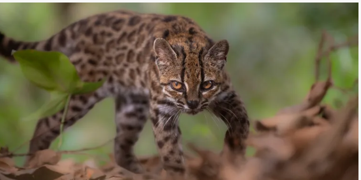 ¡Científicos descubren una nueva especie de gato silvestre! No sucedía hace 100 años