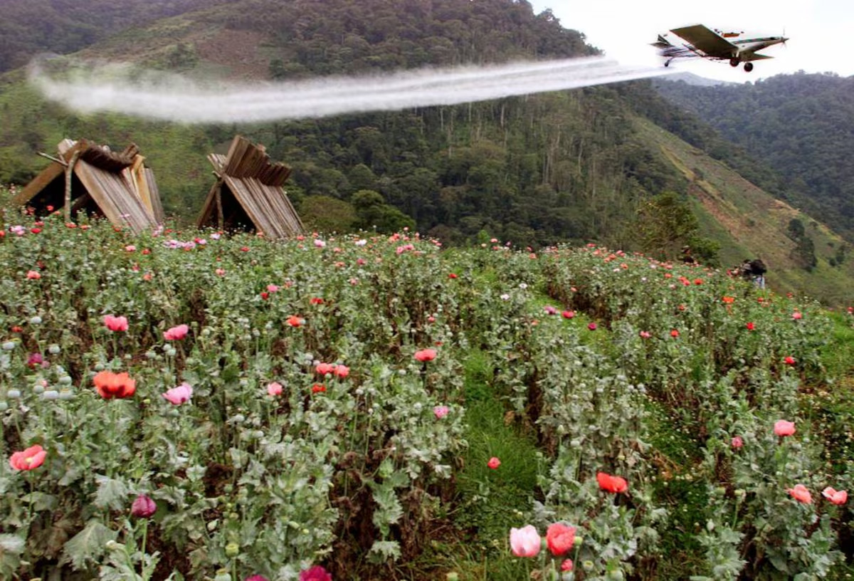 Colombia evalúa nueva estrategia de aspersión aérea contra los cultivos de coca con glufosinato