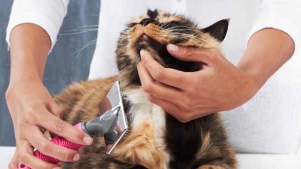 Gatos en casa: ¿su pelo nos afecta?