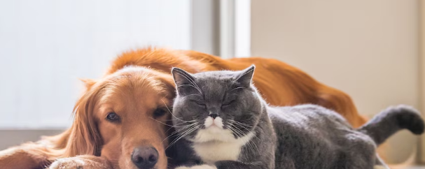 Más de 14.000 perros y gatos fueron sacrificados en Zapopan entre 2022 y 2026