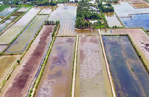 El modelo arroz-camarón impulsa una agricultura adaptada a las condiciones del sur de Vietnam