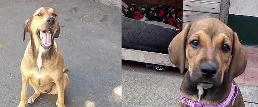 Canela se queda en la estación de Policía de Medellín tras denuncia de supuesto abandono