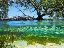 Una nueva iniciativa busca recuperar miles de hectáreas de manglar en el Caribe colombiano