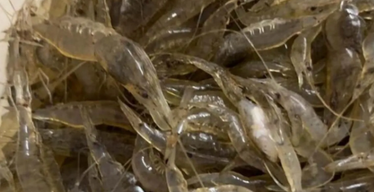 Científico jerezano revela nuevos datos sobre la historia evolutiva de los camarones