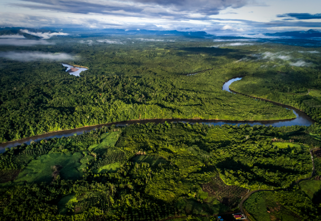 ¿Bosques conservados o indicadores cumplidos? El reto de medir el impacto real de la conservación