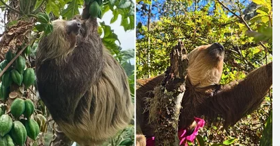 La CAR rescató y devolvió a la naturaleza cuatro perezosos en Boyacá y Cundinamarca