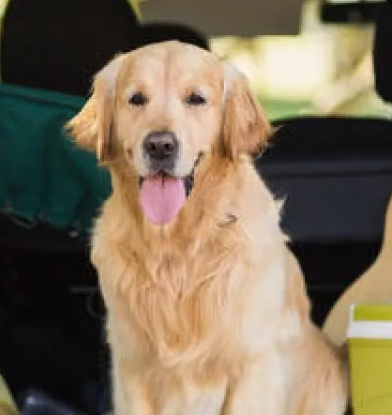 Los riesgos que enfrentan los perros durante el transporte hacia las guarderías