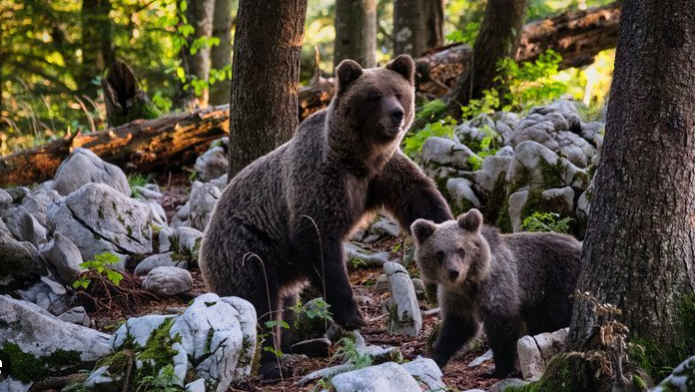 Fauna y cambio climático: el desafío de proteger los bosques cerca de París