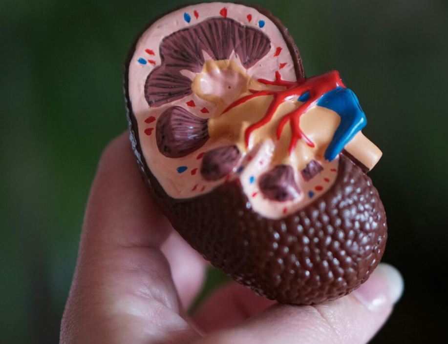 Un hombre vive nueve meses con un riñón de cerdo y marca un nuevo hito en los trasplantes