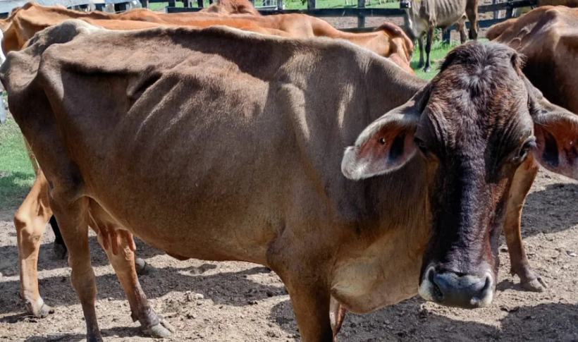Alerta en el Huila por muerte de 365 animales ante las difíciles condiciones climáticas